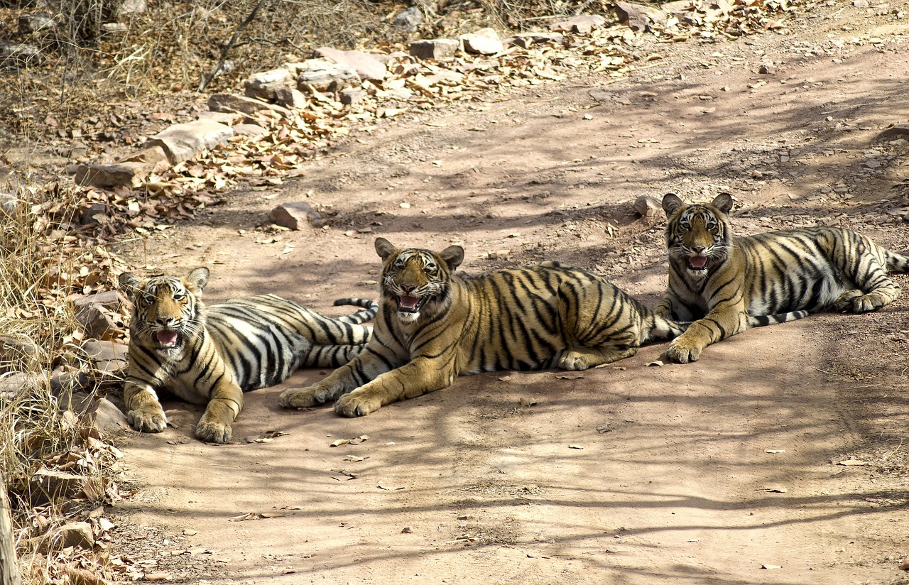 Ranthambore -1